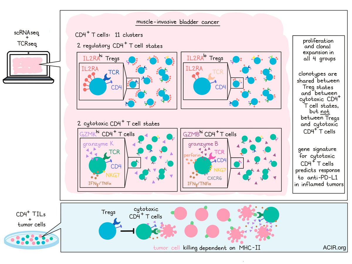 ACIR_org's tweet photo. CD8+ T cells get a lot of the attention, but CD4+ T cells take center stage in bladder cancer @parkerici @UCSFCancer @yimmieg @lawfong @David_Oh_MD Read our summary here => https://t.co/DC3MV897eo https://t.co/BqOKKO5JKk