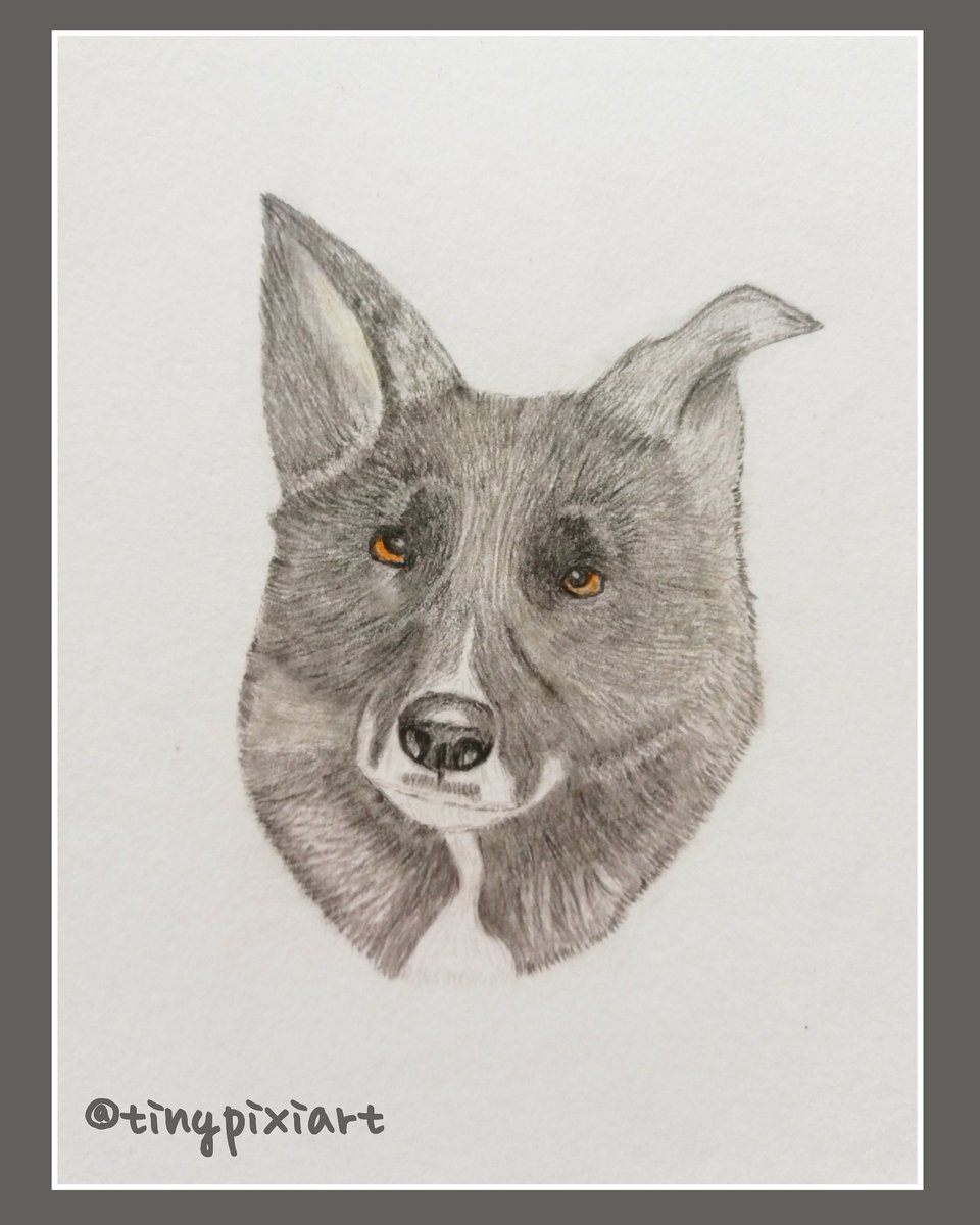 Liking how this girl is turning out 💜 #catart #pencilart #pencildrawing #catdrawing #art #learningtodraw #petportrait #absolutebeginner #graphiteart #drawing #graphite #graphitedrawing  #art #floatinghead #artwork #portrait #commission #dogart #dogcommission #dogportrait