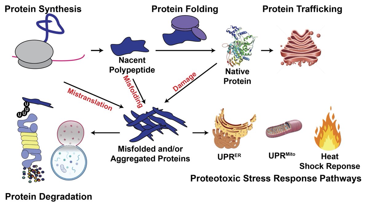 Robert Signer (@signerlab) on Twitter photo The proteostasis network functions uniquely in hematopoietic stem cells to promote their life-long regenerative function. Learn more in our latest review in <a href="/CO_Hematology/">CO Hematology</a>. journals.lww.com/co-hematology/… The proteostasis network functions uniquely in hematopoietic stem cells to promote their life-long regenerative function. Learn more in our latest review in <a href="/CO_Hematology/">CO Hematology</a>. journals.lww.com/co-hematology/…