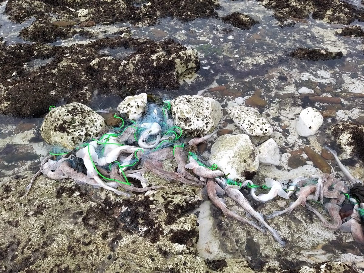 KentEssexIFCA's tweet photo. Fishery Officers have seized an abandoned net today near Kingsgate, Broadstairs which contained over 70 dead dogfish

#fisheries #fisheriespatrol #thanet #illegalnet #ghostnet https://t.co/0rZspBbeg0