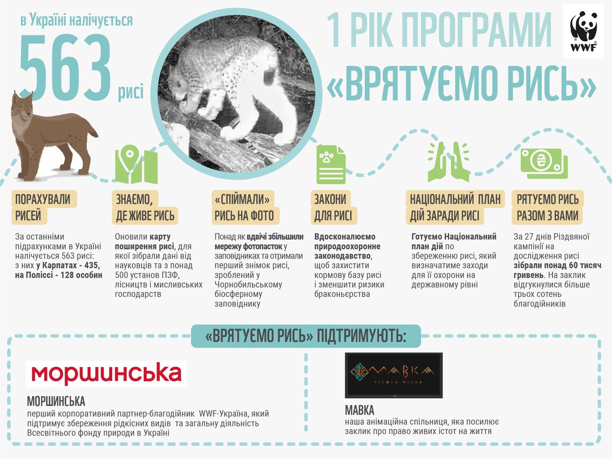 WWF_Ukraine's tweet photo. Сьогодні ділимося головними досягненнями у рамках програми збереження рисі в Україні "Врятуємо рись", яка була запущена рік тому! 😺
#savelynx #lynx #lynxlynx #Lynxukraine #wwfukraine #wwf https://t.co/nQBINYqkNz