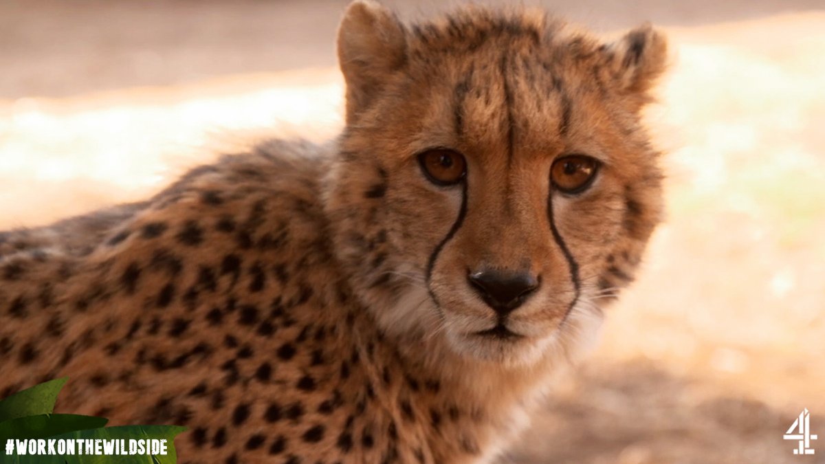 Join us now on <a href="/channel4/">Channel 4</a> where vets Emily and Will need to relocate two cheeky cheetahs... 🐆 #WorkOnTheWildSide