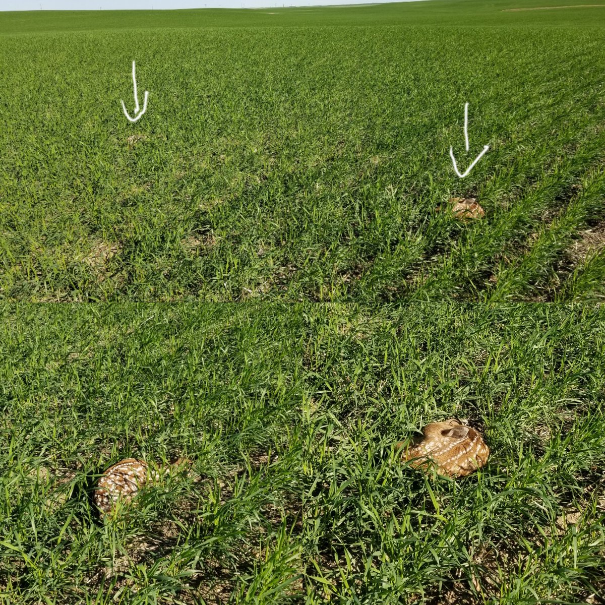 CentrolLLC's tweet photo. As crop consultant,  you really have to watch out for the fuzzy rocks this time of year.  #whitetail #cropscoutlife #centrol20 https://t.co/LjluWJwtFY