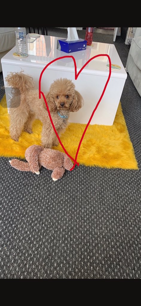 GoldSure's tweet photo. @devonshireblack @SeaViewTrust oh my that dog is adorable are you sure you did not kidnap my Nan's dog is so cute where do you get him from his soap you're adorable or she https://t.co/7GPR74QaGj