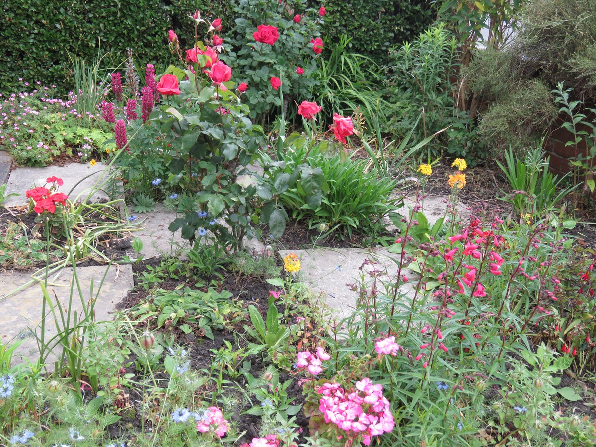 The front Checker board garden is turning red  roses pelagoniums, lupins, geranium, penstenom begonias  #mygarden #summercolour #relaxation #naturefriendly