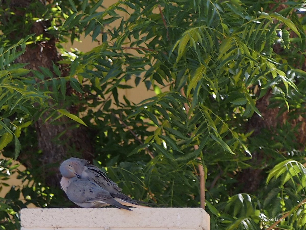 HummingbirdPass's tweet image. "Let gratitude be the pillow upon which you kneel to say your nightly prayer. And let faith be the bridge you build to overcome evil and welcome good."
~ Maya Angelou 

Have a great day, world. 

#LoveDoves #quotes #gratitude #faith #nature #birds