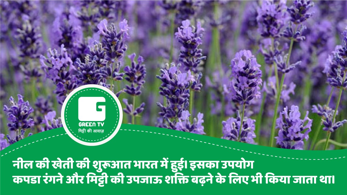 GreenTV_India's tweet photo. #NeelKiKheti #GreenGyan
नील प्राकृतिक रंजक है यानि ये कपड़ों की रंगाई और छपाई के काम आता है। ये #भारतीय मूल का #पौधा है और इसकी #खेती #भारत में प्राचीन काल से होती आ रही है।
#Bengal #Rajasthan #Farming #Kheti #HistoryOfFarming
#BasicAgriLearnings
#BasicAgriculture
#AgriGyan https://t.co/iOoTFx74sg