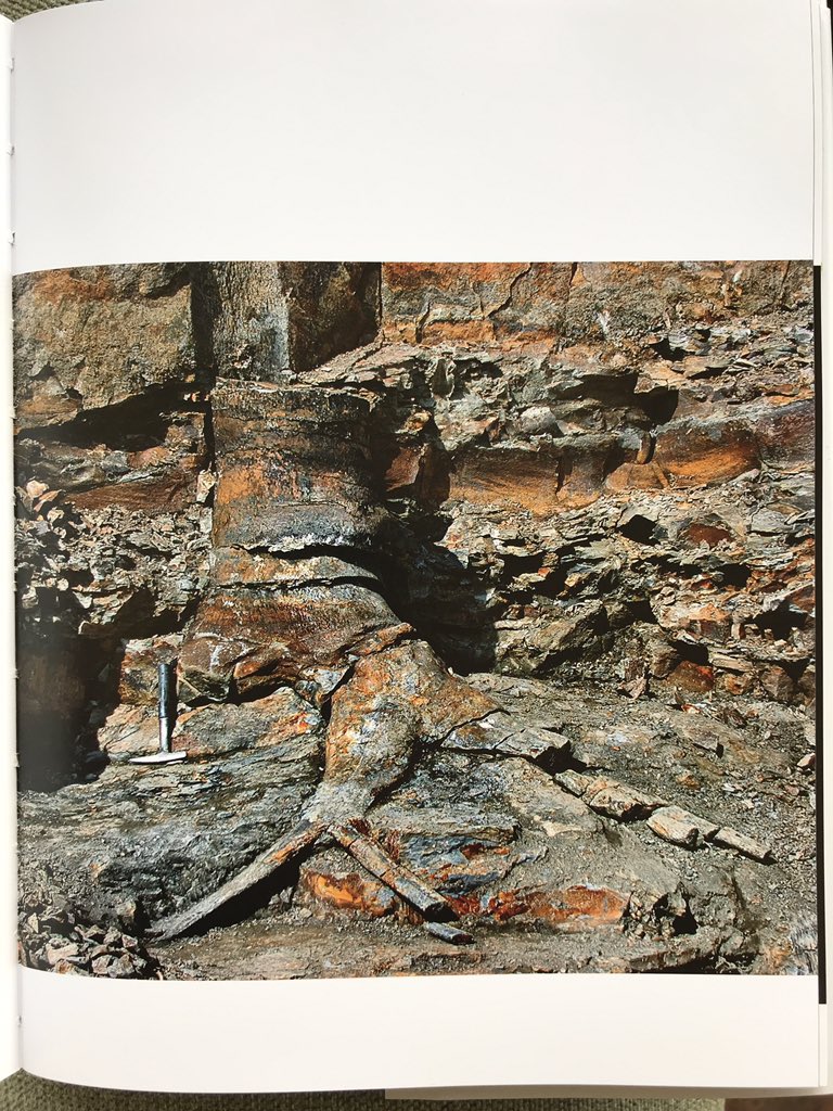 Andrew Alderson (@palaeopaly) on Twitter photo Great to see that the Stigmaria from the Brymbo Fossil Forest has made it into Paul Kenricks’ new publication <a href="/fossilforest/">Brymbo Fossil Forest</a> @brymboheritage Great to see that the Stigmaria from the Brymbo Fossil Forest has made it into Paul Kenricks’ new publication <a href="/fossilforest/">Brymbo Fossil Forest</a> @brymboheritage