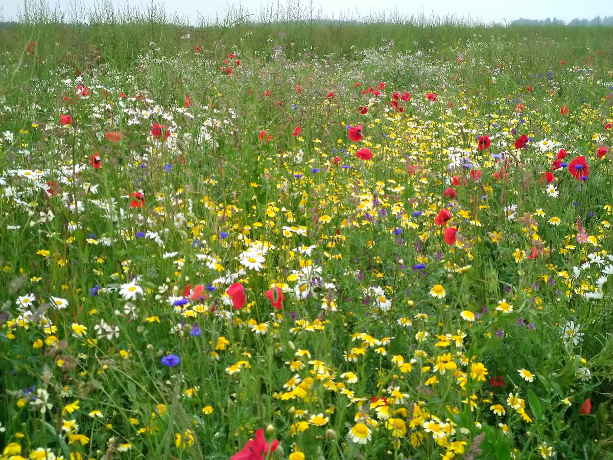 akeijzer's tweet photo. Vandaag voor #FACFlevoland een aantal deelnemers bezocht in de NOP. Deze #kruidenstrook in een #Vogelakker viel echt op. Een genot voor insecten, vogels, maar ook voor mensen! #Biodiversiteit https://t.co/FK1kA8yt0A