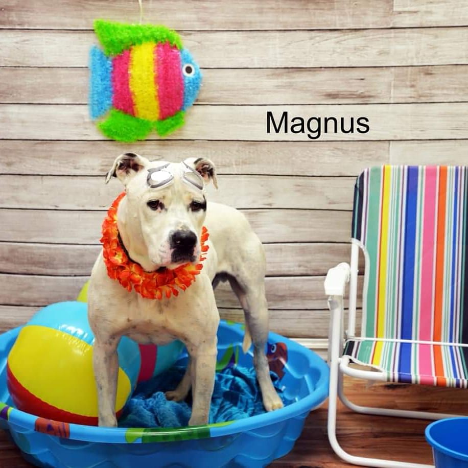 Could #Magnus be your SoulMutt?💘 I met this beautiful boy in 1/2019 at a shelter in Ohio where he was found as a stray, he was adopted but ended up at The Humane Society of Parkersburg in WV & has been patiently waiting for the last 478 days! #meetmagnus #adoptyoursoulmutt #hsop