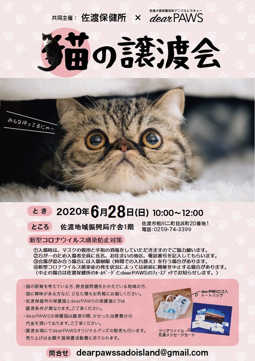 dearPAWS1's tweet photo. 【💁譲渡会再開のお知らせ🐱】
新型コロナウイルスの影響で中止しておりました譲渡会を今月から再開出来ることになりました！
今回はこのような状況で、いつもの譲渡会と少し違う点がありますので下記ポスターにてご確認下さい🐱
🚗駐車場は地域振興局裏手(普段は職員駐車場)👀譲渡会ののぼり🏳️が目印 https://t.co/Lr9MTKc1GC
