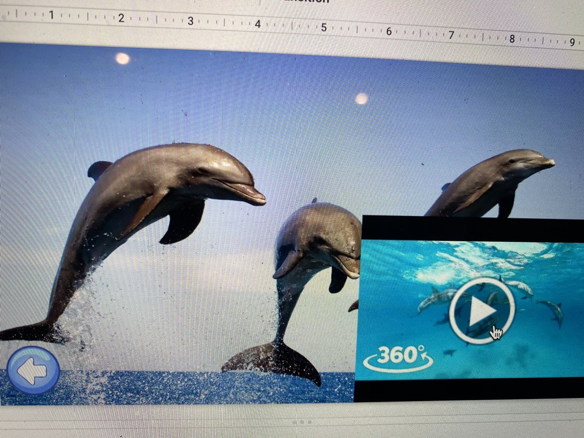 MrsOneill_2nd's tweet photo. We went on a virtual field trip to the zoo today! And we even got to see a panda live from my house!! 😂 (thanks Jonny for helping my kids have so much fun) What an absolute blast! #virtualfieldtrip #makingthebestoutofthesituation #distancelearning @DalyPrincipal @Sharieloveslife https://t.co/Er0g7eOi97