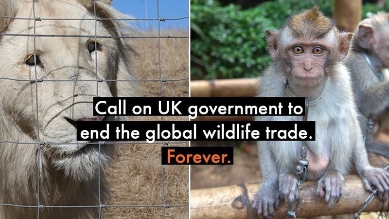 CrueltyFreeIntl's tweet photo. Every year, thousands of imported animals are forced into a life of suffering in laboratories for cruel and outdated experiments. Sign the petition and tell the UK government to end the global wildlife trade: https://t.co/nrS1lNUhxh #EndWildlifeTrade @BorisJohnson #G20 #COVID19 https://t.co/bE69VjhPvZ