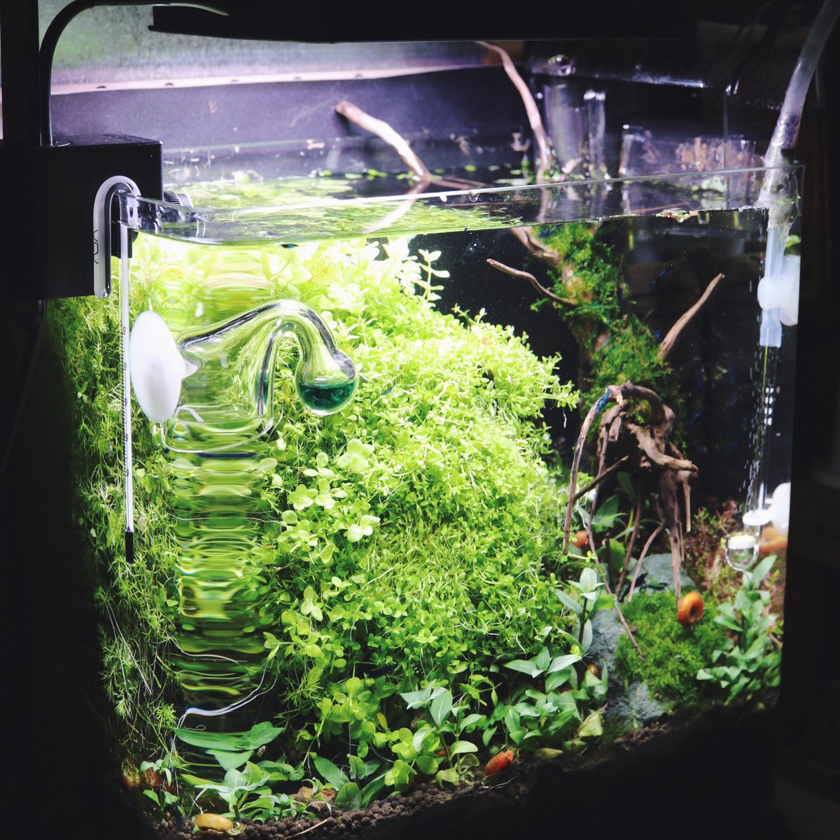ゲン Gexの Fluval Plant Nano 小型水草水槽にめちゃいい感じ アクアリウム Gex 水草 水草水槽 ゲン Gexの Fluval Plant Nano 小型水草水槽にめちゃいい感じ アクアリウム Gex 水草 水草水槽