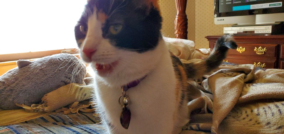 SwifferKitty1's tweet photo. @mindthinkr @butterfly51721 @6327carole @BaggaleyLiz @DUCHYKINS3 @BigBlackBeast4 @TabbyBoyIsaac @Eliot01375004 @sofeekitty @XenaBonina @GiraffesInc @JohnnyVines6 @MCrisCardena @Ophur_Cat @thecatscastle @heliroche @lynda3035 @frisky9 @isajanny @sarahmog @FartyCheddarCat @HazelandRemy Dorkiest Cat https://t.co/ypa3DRjijG
