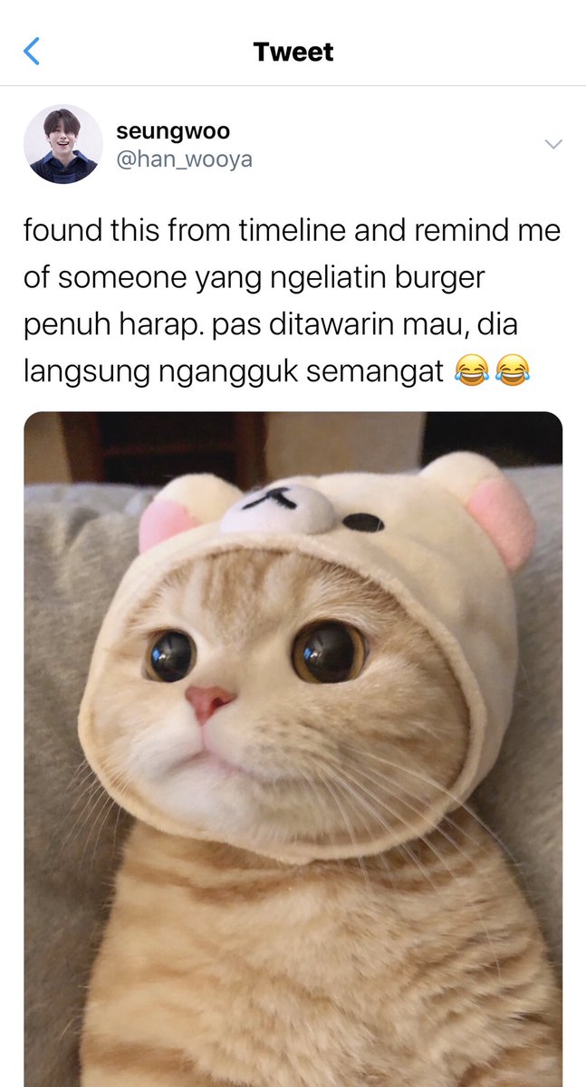 Три кота rytp пуп. Кот эдит. Кот эдит. Кот блан. Кот эдиты.