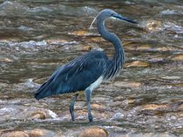 birdwriter's tweet photo. Oil well explosion, fire and oil leak devastates #Maguri wetlands bordering #Dibru Saikhowa National Park, #Assam - home to 300 bird species inc Critically #Endangered White-bellied heron. Read more: https://t.co/0yb9jn0DJn #conservation #India https://t.co/SpInBBertP