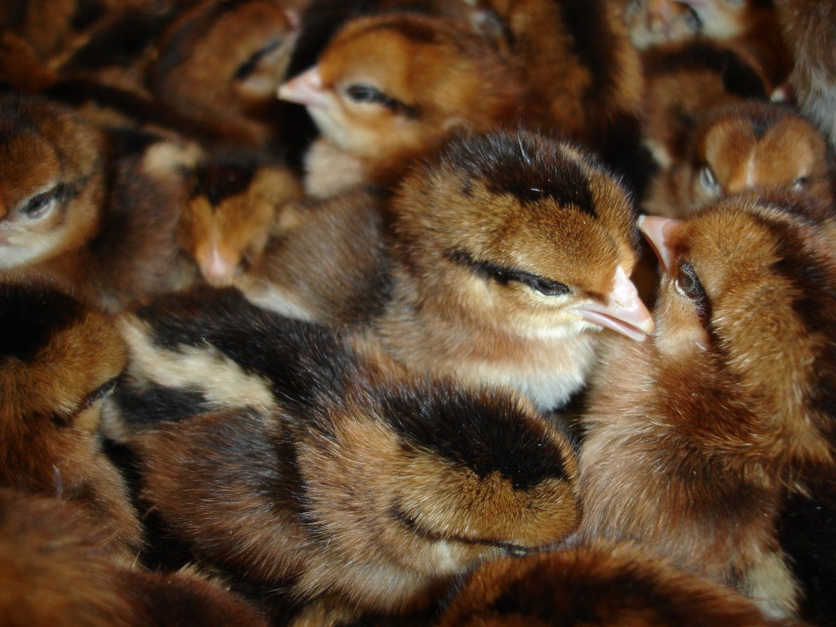 uofachickens's tweet photo. Very limited number of chicks left. see https://t.co/6hckyqVaVW for details. https://t.co/N50u3FdCbT