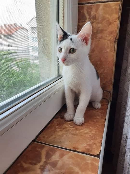 Mihaela Maria Animal Rescue💗.

Little Linus is looking for his furever home! Could you be that person?

Please Share to help find this little boy a home🤍.