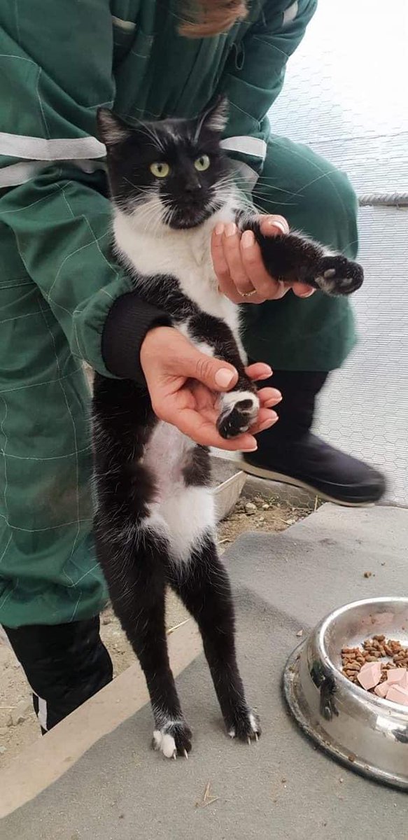 Mihaela Maria Animal Rescue💗.

Little Skye, she is roughly 1 year old, she is a gorgeous little cat looking for her furever home.

Please Share to help her find a home🤍.