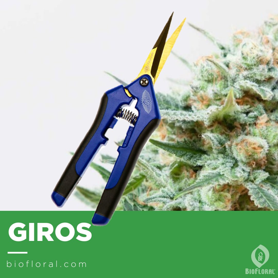 biofloral_ca's tweet image. Time to prune and trim!
Uniquely tailored to the industry and backed with quality-assurance attestations and contaminant-free analytics, it's time to discover what GIROS has to offer your trimmers. 
Commercial growers and retailers shop here: biofloral.com/products-searc…
#agriculture