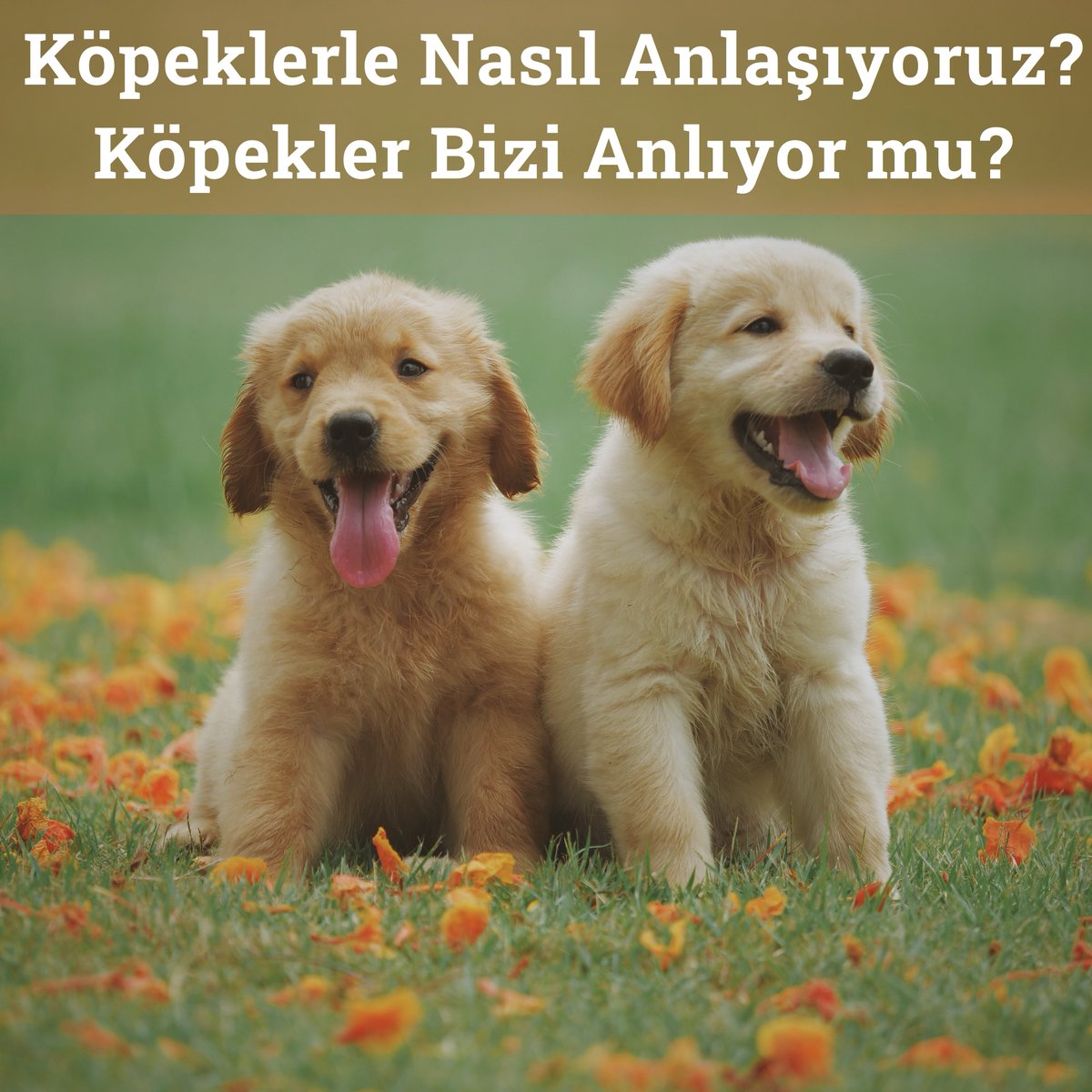kulupbilim's tweet photo. Köpekler Bizi Gerçekten Anlıyor Mu?

#köpekler #sevimlidostlar
#bilim #teknoloji #mühendislik
#science #technology #engineering https://t.co/jG0jT3MrOk
