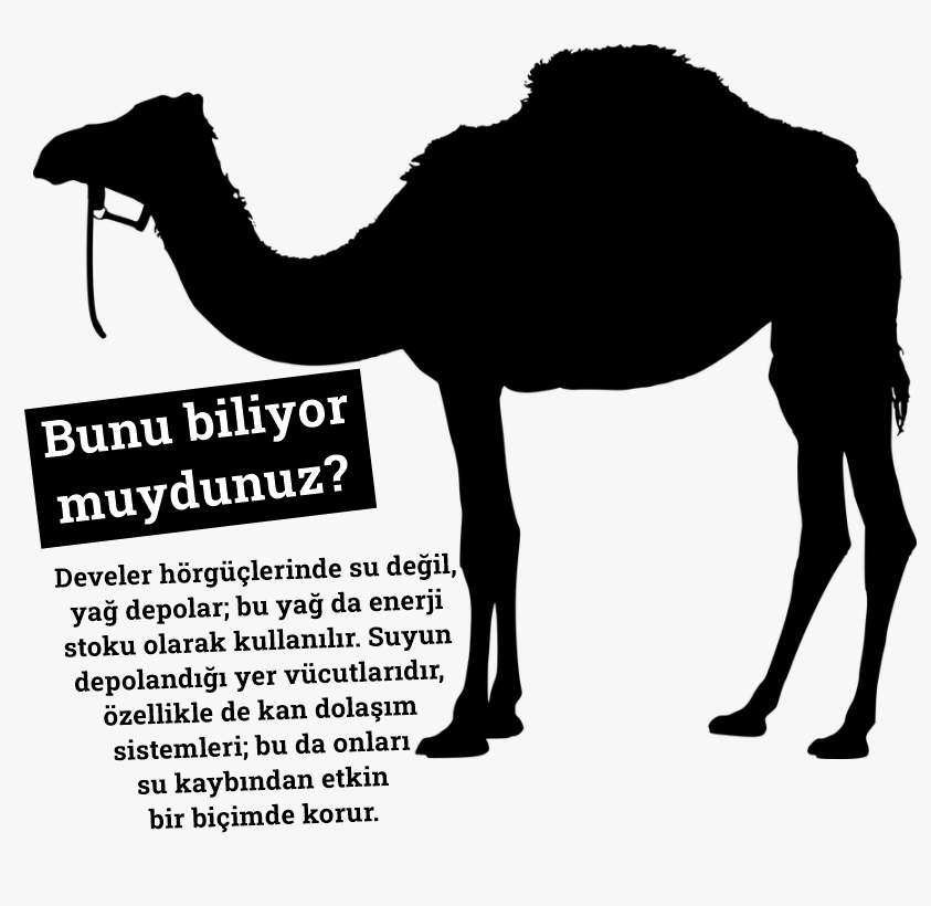 kulupbilim's tweet photo. Bunu biliyor muydunuz?

#deve #hörgüç #çöl
#bilim #teknoloji #mühendislik
#science #technology #engineering https://t.co/z4Re0Xuyny