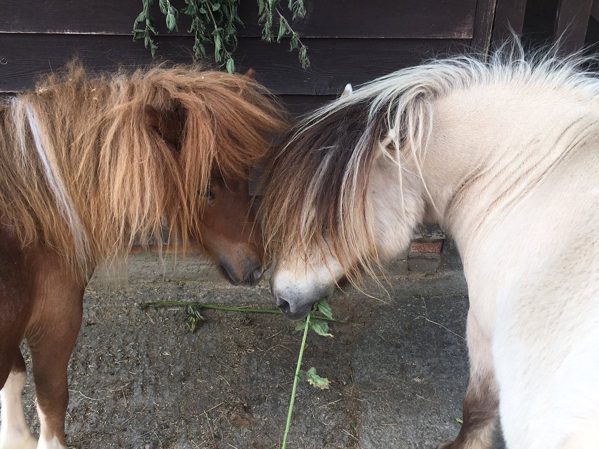 SandyRedmore's tweet photo. Love is sharing a stinging nettle ❤️ https://t.co/wQetkLzUwB