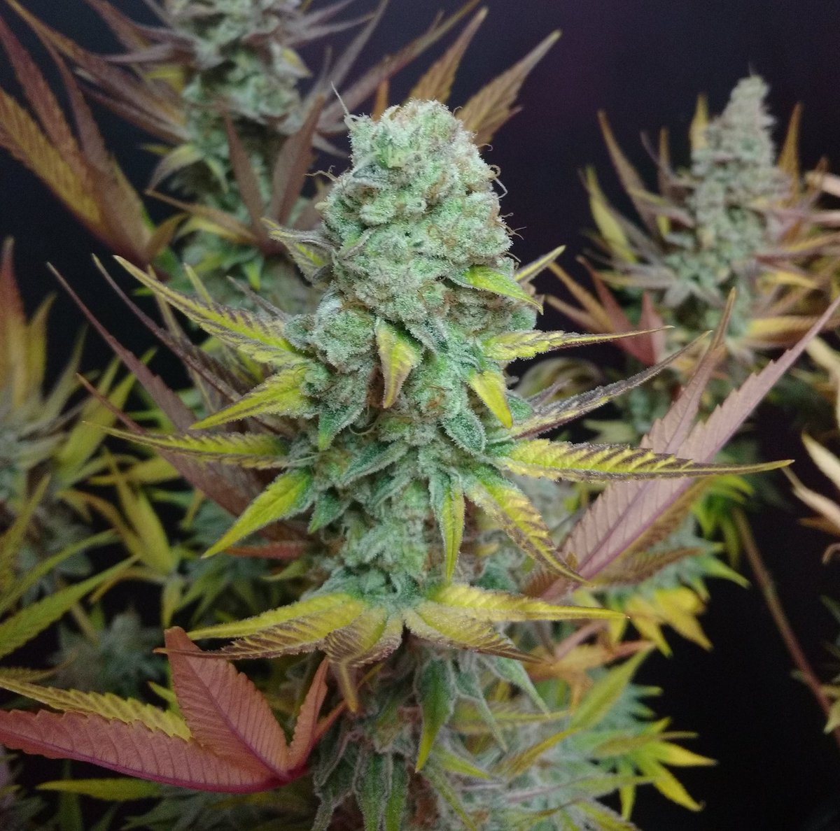 TempleGrower's tweet photo. Some close-up #cola shots from the Glueberries. Pretty resinous! Barely any sugar leaf! Exactly what you want..🌱

#GrowYourOwn #Cannabis #resin #TopCola https://t.co/wknBkhcxXj