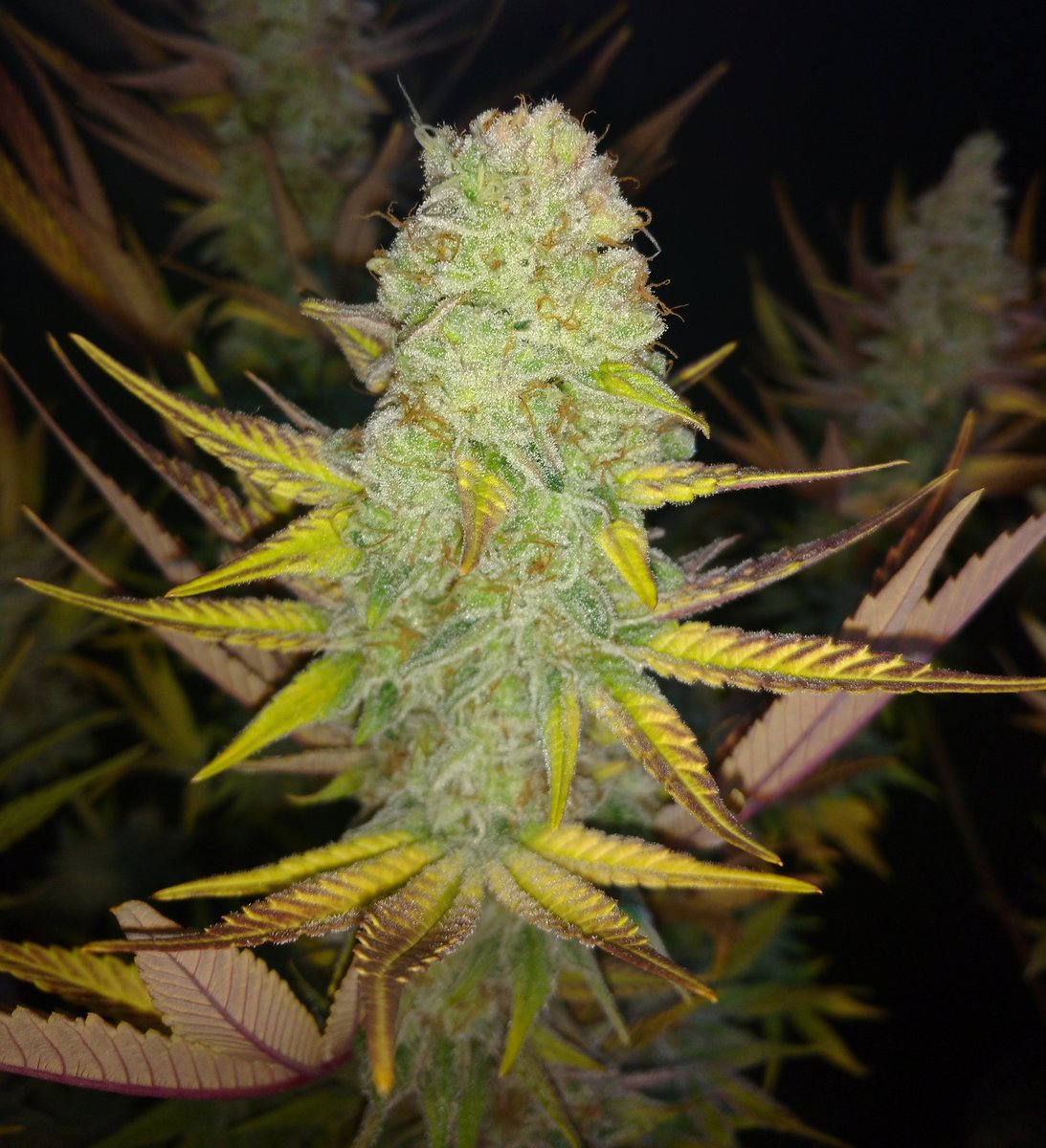 TempleGrower's tweet photo. Some close-up #cola shots from the Glueberries. Pretty resinous! Barely any sugar leaf! Exactly what you want..🌱

#GrowYourOwn #Cannabis #resin #TopCola https://t.co/wknBkhcxXj