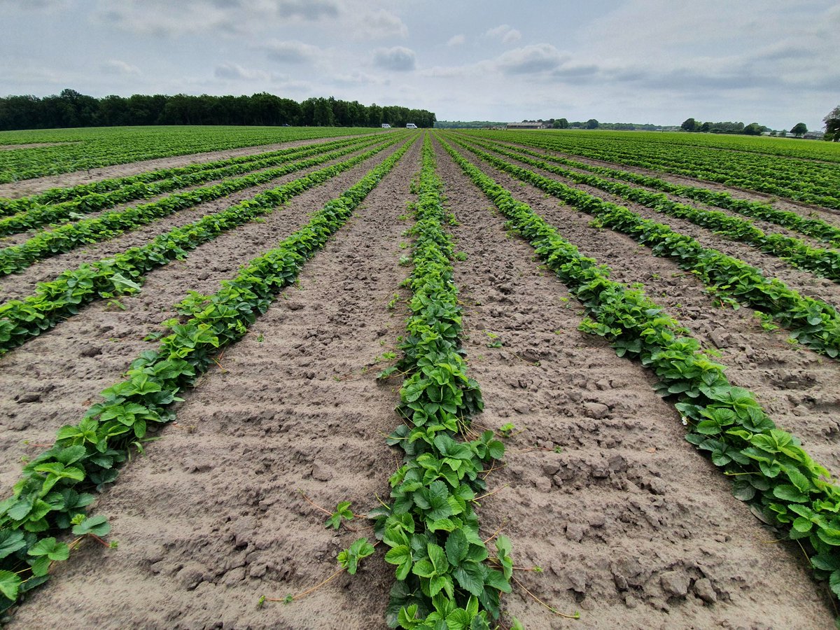 Genieten geblazen tussen de kraamafdeling van de nieuwe #aardbeiplantjes. In deze vermeerderingsteelten ligt de #DCM_XtraMix1 aan de basis. Als dat geen schatjes worden... 😉🍓 <a href="/dcmnederland/">DCM Nederland</a>