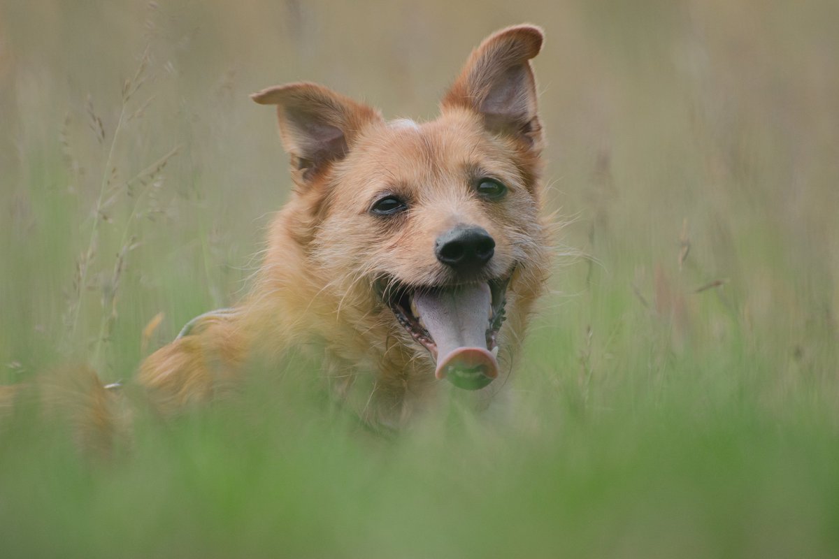 Kari_Enna's tweet photo. Heute war ich fotografieren

#fotografie #hundfotografie #hundefotografie #hund https://t.co/piC9RA932U