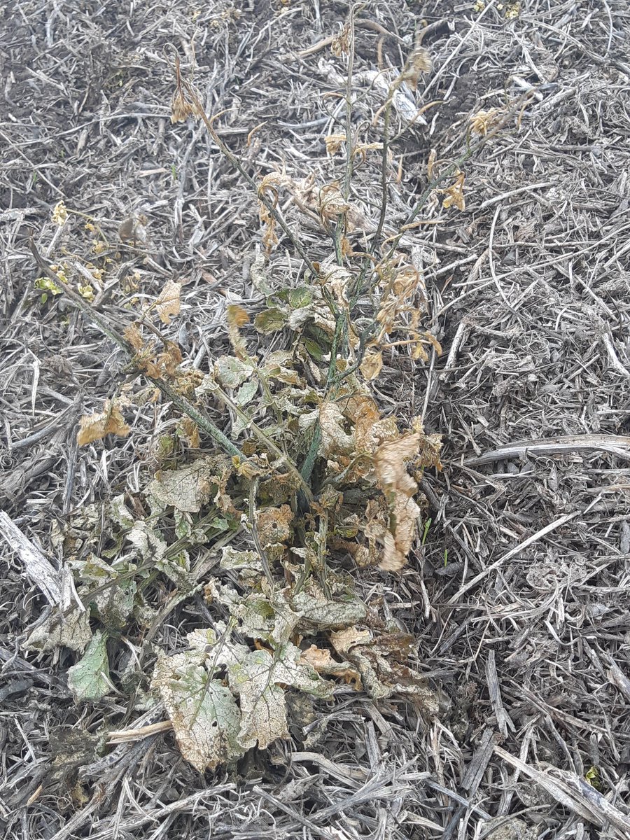 manuelperezois's tweet photo. ¿Cómo controlar Rahpanus  y raigras a la siembra de cebada con máxima selectividad para el cultivo?  
Heat + Liberty. Fray Bentos, UY. https://t.co/0g5Npmk0U4