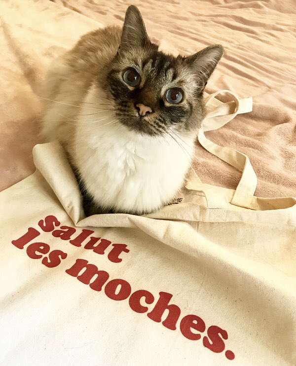Gustavebenoitchat Gustavechat Twitter Gustavebenoitchat Gustavechat Twitter