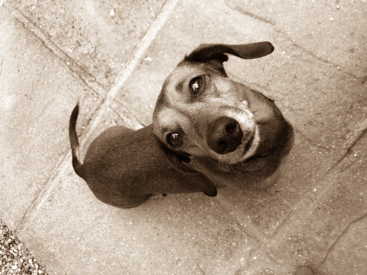 JacksonandJess1's tweet photo. Jesmundo the Great and Jackson T Dachshund https://t.co/Da6ZI7jF7G