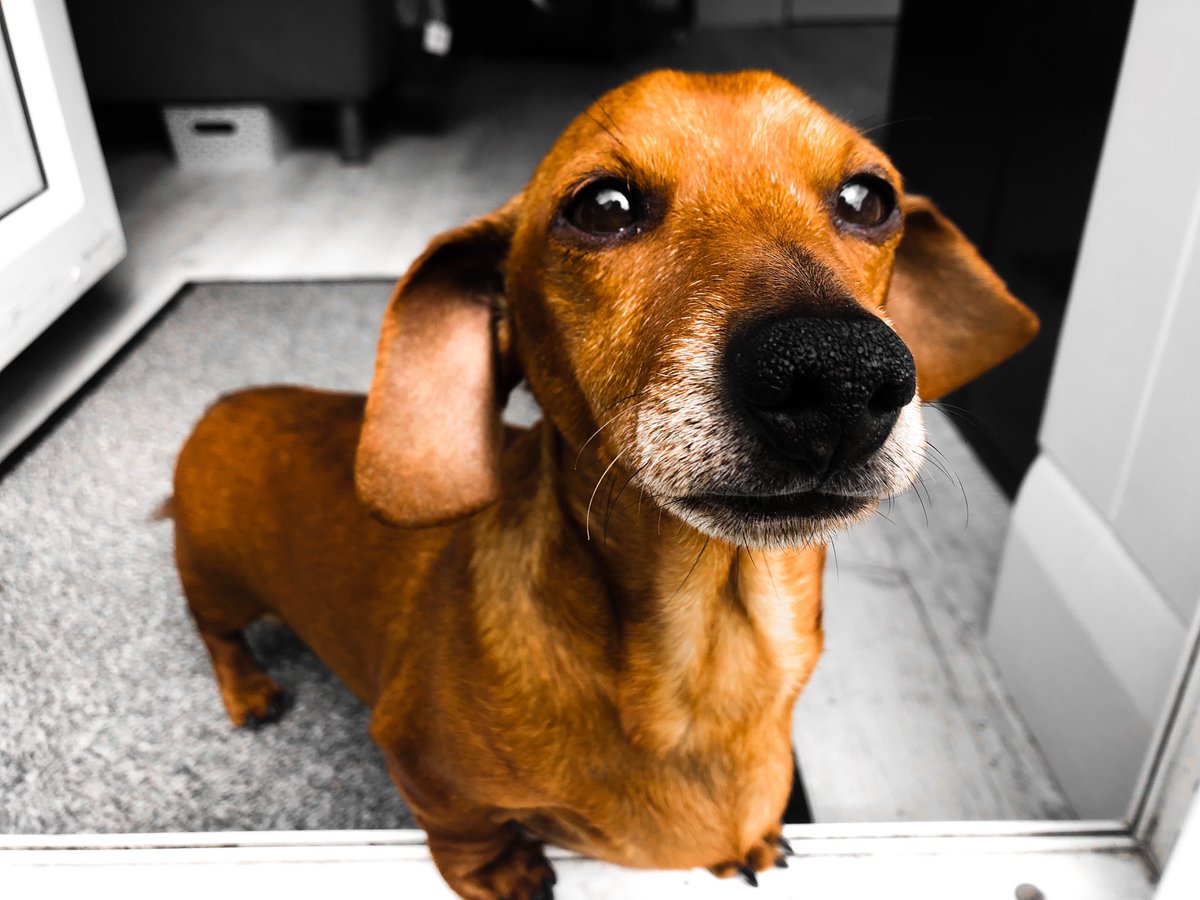 JacksonandJess1's tweet photo. Jesmundo the Great and Jackson T Dachshund https://t.co/Da6ZI7jF7G