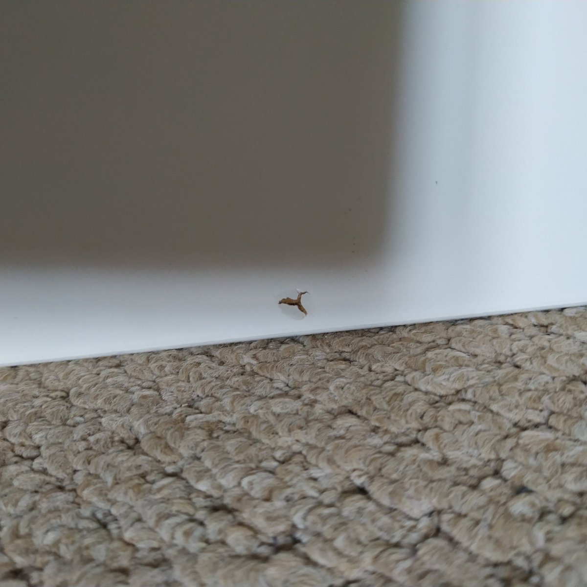 Sarah100Jones's tweet photo. @Argos_Online you supplied the wrong size safety screws, which have gone through the top of the drawers unit. My email was rejected and I need a replacement set of drawers - order 240676642 https://t.co/u7BYEGbbKU