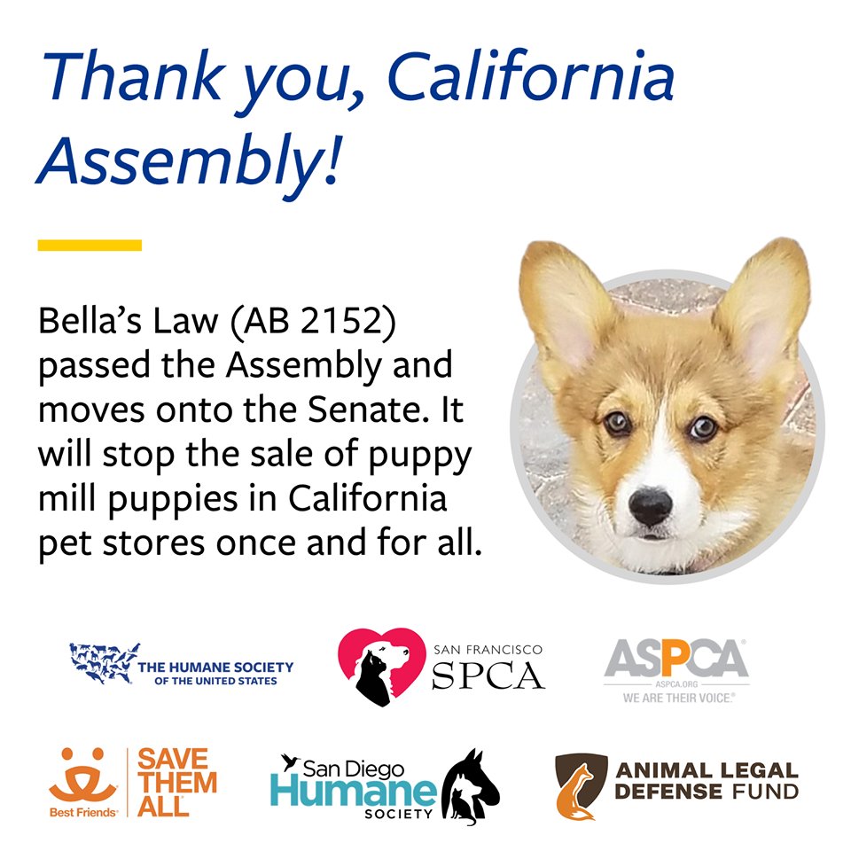 APLMagazine's tweet photo. California Assembly sent #AB2152 (Bella’s Act) to the Senate. Thank you for co-authoring this important bill to end retail sales of dogs, cats and rabbits in California! https://t.co/1kI8QNPJLJ
