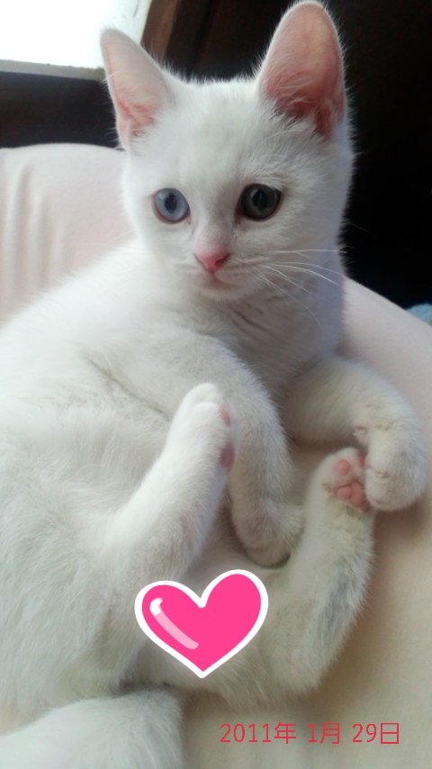 bird_1230's tweet photo. よかったら見てって下さい笑
#うちのこ
#白猫
#スコティッシュフォールド https://t.co/dcToPhV5iA