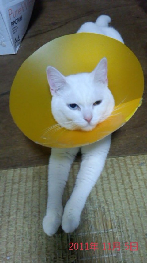 bird_1230's tweet photo. よかったら見てって下さい笑
#うちのこ
#白猫
#スコティッシュフォールド https://t.co/dcToPhV5iA