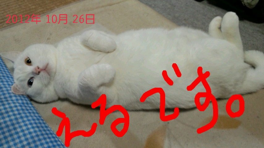 bird_1230's tweet photo. よかったら見てって下さい笑
#うちのこ
#白猫
#スコティッシュフォールド https://t.co/dcToPhV5iA