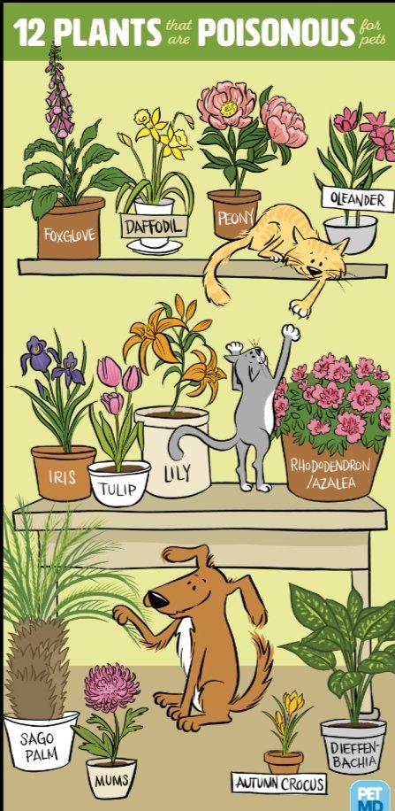 Got green fingers during lockdown? Please research your plants incase they are POISONOUS to your furbabies 🐩🐰🐱🐹🐇🌼🌸💐