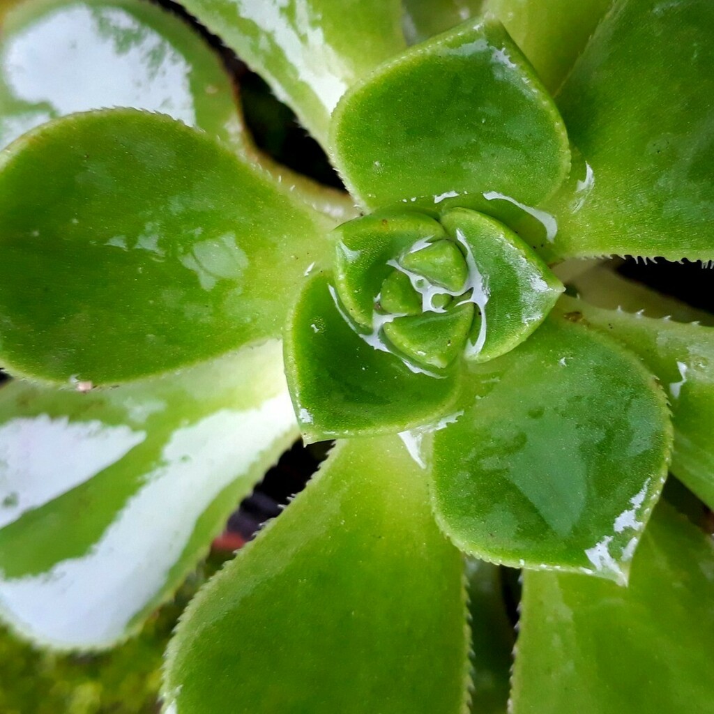 cyanblueseas's tweet photo. After the rain ๐ฑ๐ง #plantsofinstagram #succulents #rainydays #gardenexplorers #nature https://t.co/Bzjg1QMK1G https://t.co/Tp7RLBhNZx