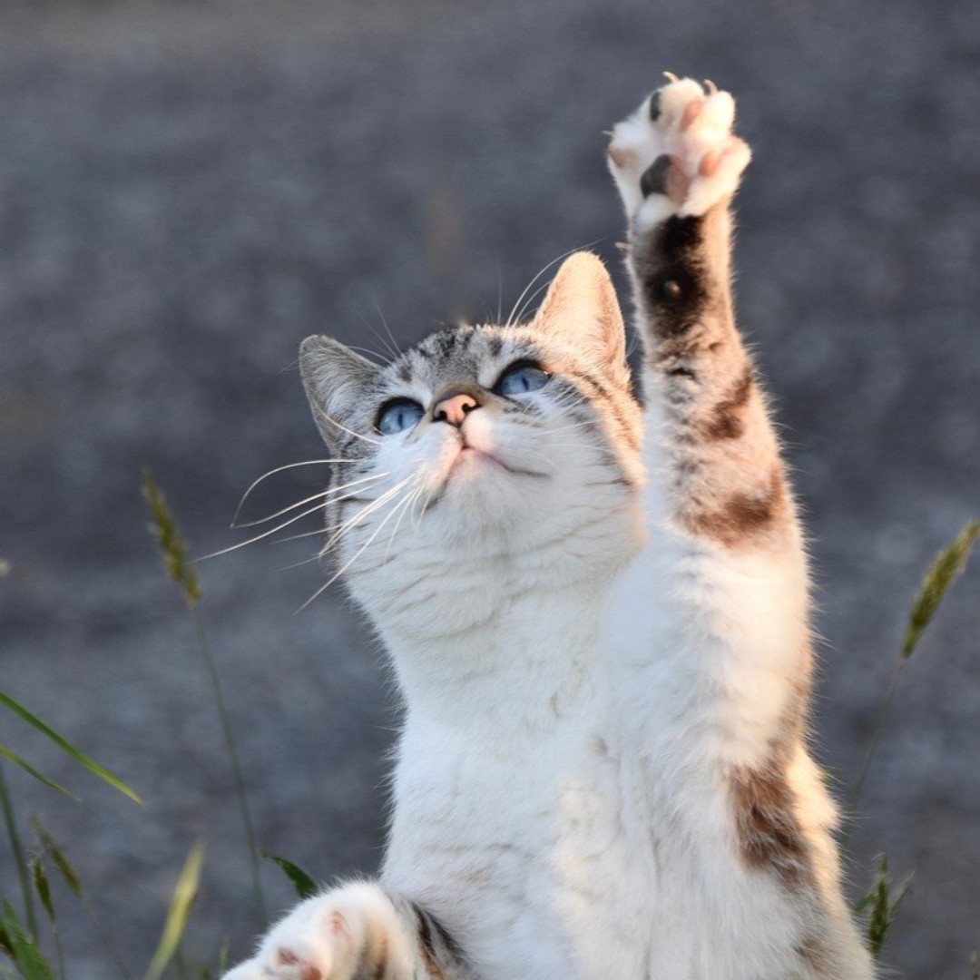 BerksARL's tweet photo. Raise your paw to become a lifesaving cat foster! If you'd like to be a part of our lifesaving cat foster family, please email our foster coordinator at foster@berksarl.org or by calling the shelter at 610-373-8830. Thank you! 😻 https://t.co/y4FxS2iohj
