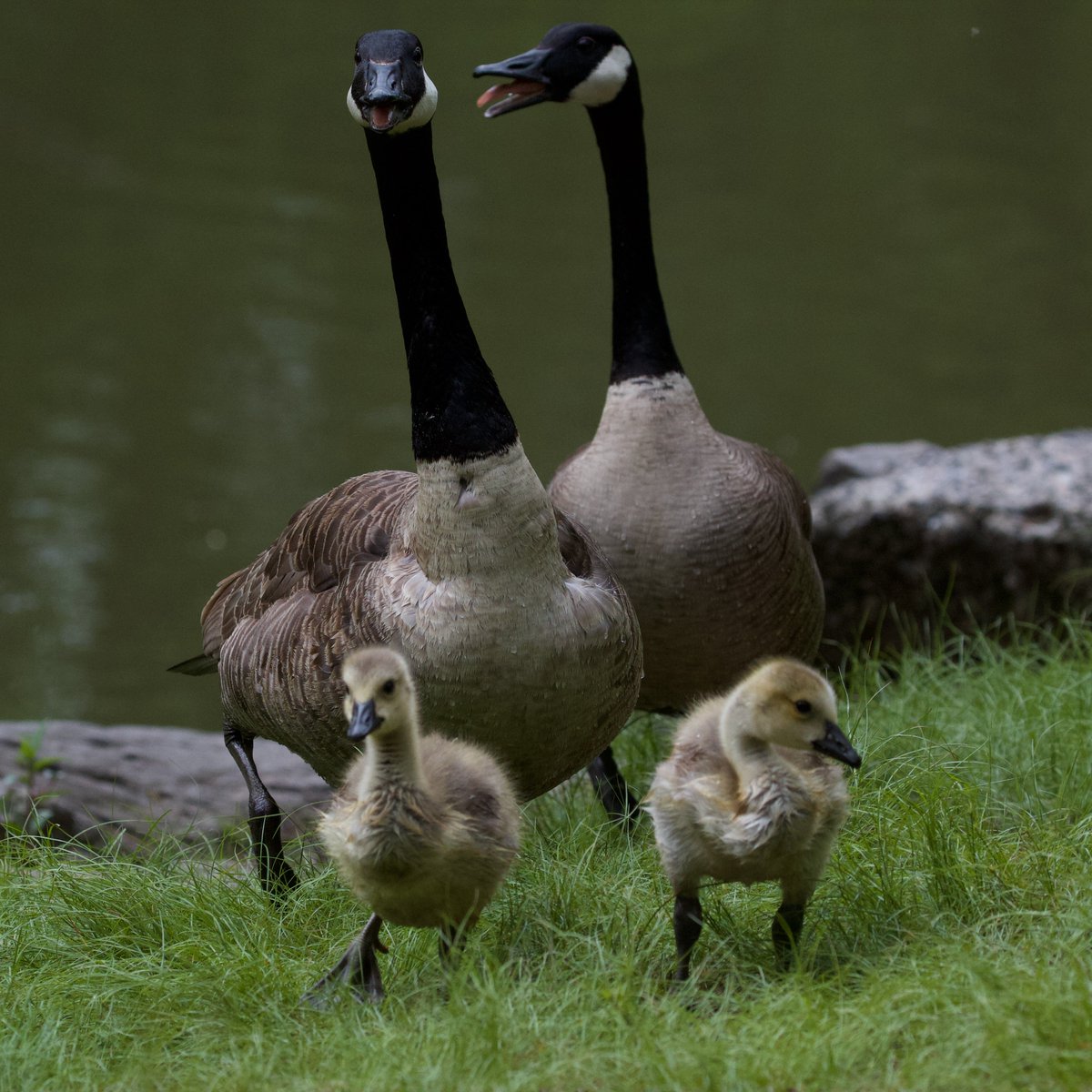 Many of the local babies are getting so big! Here are throwbacks to when some of them were still very smol (and so fluffy!!). Killdeer at Randall's Island and Central Park Lake goose family portrait.