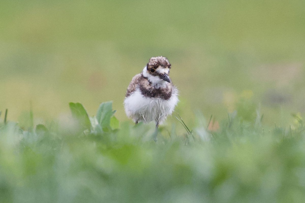 Efua Peterson tweet media