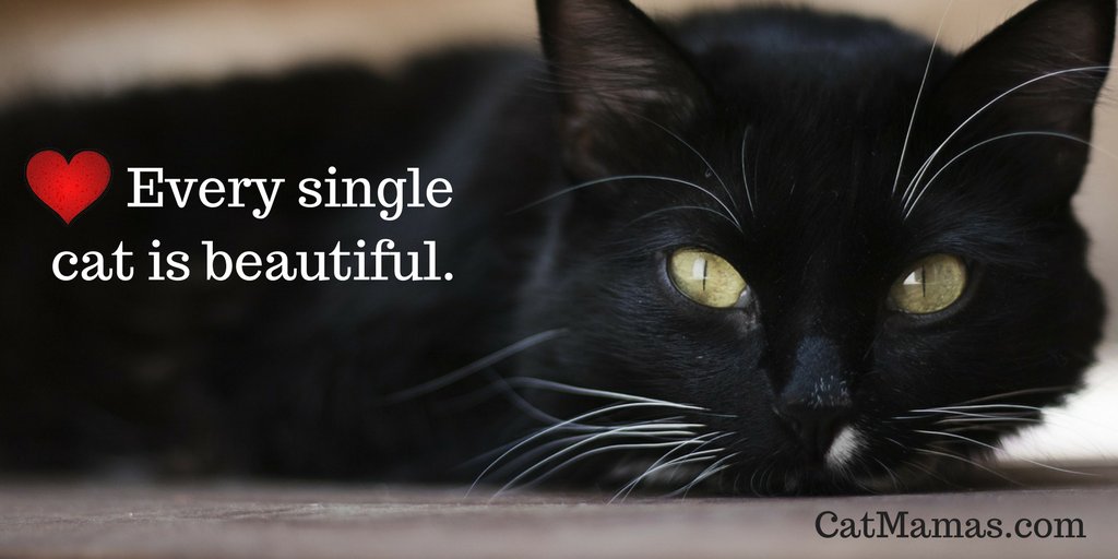 Liz Hardy ❤️🐱❤️ tweet media