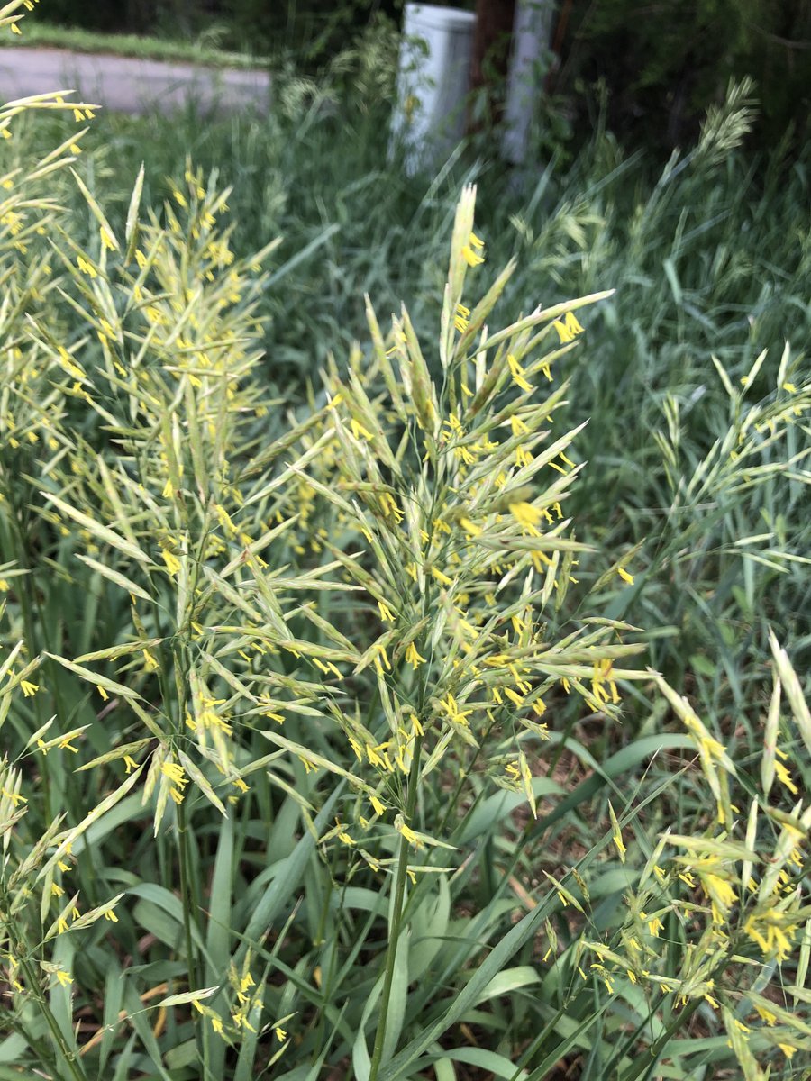 BVAAClinics's tweet photo. Pollen counts are changing with the season. Trees and grasses are at a moderate level and weeds low. Scroll to see gasses pollenating outside our Boulder office. Both pictures from Wonderland Lake in Boulder. https://t.co/MxFwYzkLvQ