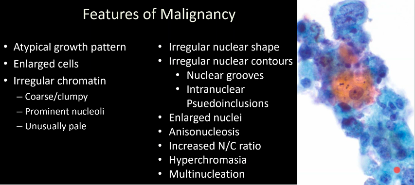 juliagallardo23's tweet photo. Basic concepts of cytopathology @cjvand #CAPVirtualPath #CytoPath https://t.co/0twKbiwf1E