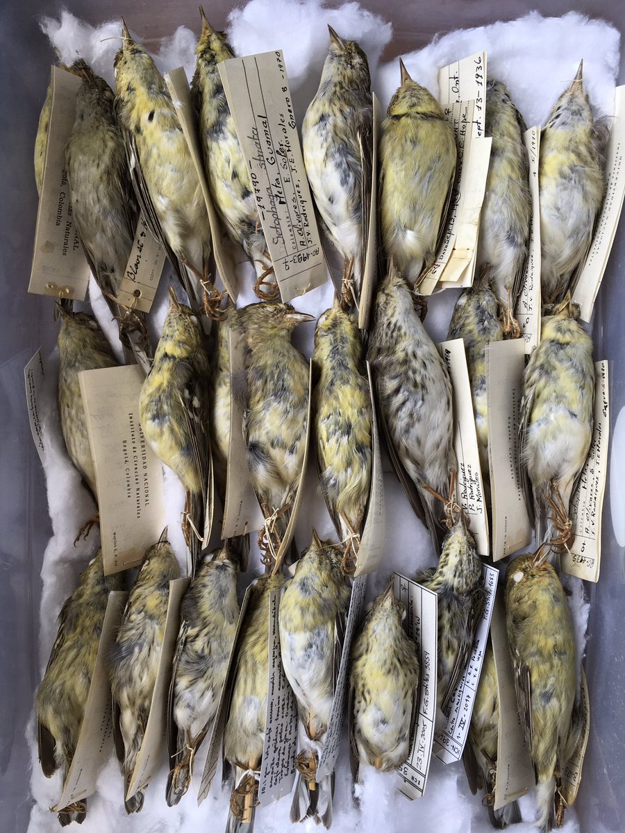 cdanielcadena's tweet photo. let’s find out where these migratory blackpoll warblers collected in colombia decades ago came from. #whymuseumsmatter #collectionsareessential https://t.co/3EiVvCFjgO